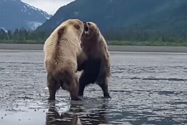 旅行者の目の前で巨大なクマが争う、アラスカで撮影された迫力映像