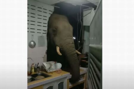 「食べ物はありませんか？」タイでゾウがキッチンの壁を突き破る【動画】