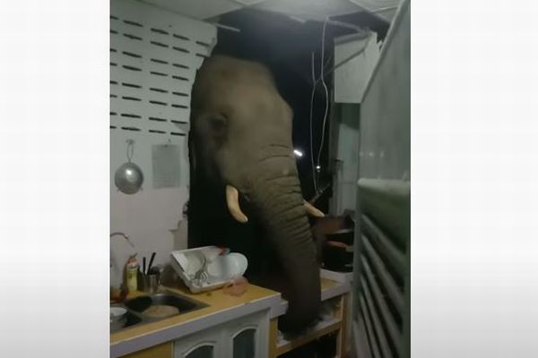 食べ物はありませんか タイでゾウがキッチンの壁を突き破る 動画 Switch News スウィッチ ニュース