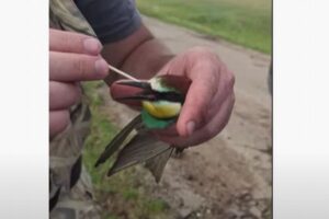 虫が喉に詰まった鳥、人間が丁寧に取り除き、再び空へ羽ばたいていく