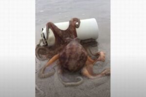 【賢い！】浜辺に打ち上げられたタコの住処、卵を守ろうと母親が懸命に押し始める