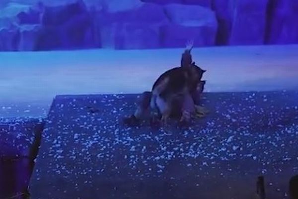 中国の舞台に本物のオオカミが登場、ステージを走り回る動画が拡散