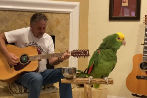 ロックの名曲を歌うオウムが、音楽的に上手すぎる