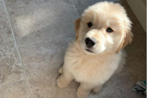 生まれて初めて吠えた自分に困惑するワンコが可愛い