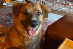 事故車から投げ出され行方不明の飼い犬、牧場で羊の群れを面倒みていた