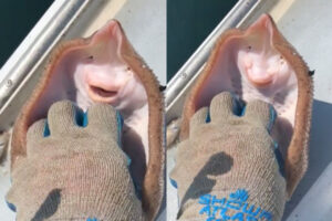くすぐられて笑うエイ、実は窒息寸前と判明