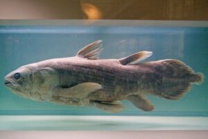 シーラカンスが最大100年まで生き続ける可能性、妊娠期間は5年か