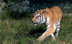 悪名高き密猟者、70頭もの稀少なトラを殺してきた男をついに逮捕