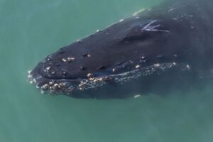 クジラに飲み込まれた男性が奇跡の生還、驚きの恐怖体験とは？