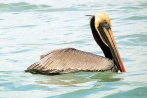 カリフォルニアで、32羽のペリカンの羽が折られる不可解な事件が発生