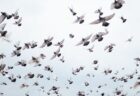 ハトのレースで数千羽が行方不明、英で実際に起きたミステリー