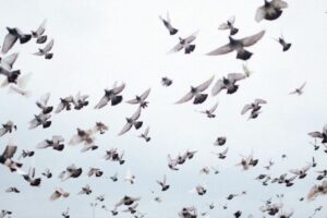 ハトのレースで数千羽が行方不明、英で実際に起きたミステリー