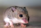 子宮を移植されたオスのマウスが10匹の子供を出産、中国での研究に批判も