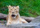 インドの動物園で、9歳のライオンが新型コロナに感染し死亡