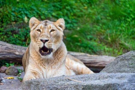 インドの動物園で、9歳のライオンが新型コロナに感染し死亡