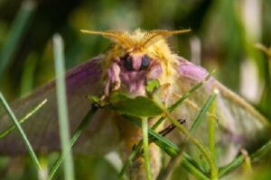 【虫嫌い閲覧注意】美しくて不思議な蛾の世界～ナショナル・モス・ウィーク