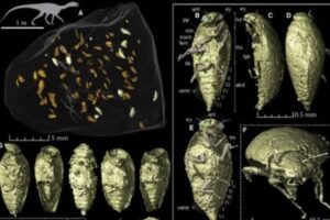 恐竜の糞から見つかった新種の昆虫、ほぼ完全な状態で残っていた！