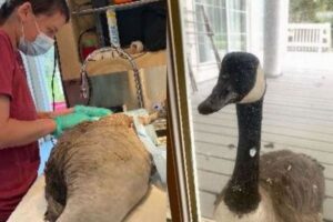 アニマルセンターでオスの雁を手術中、メスが窓に現れ、見守り続ける