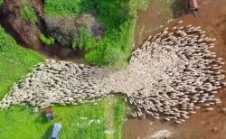 イスラエルで撮影された羊の群れ、ユニークな動きを見せるドローン動画