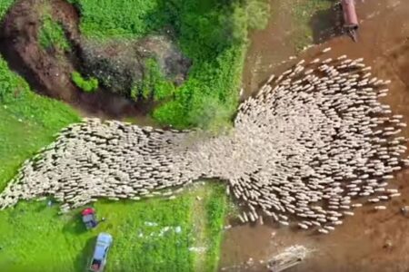 イスラエルで撮影された羊の群れ、ユニークな動きを見せるドローン動画