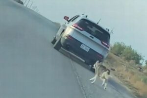 道端で飼い主に捨てられるハスキー、去っていく車を追いかける姿が切ない