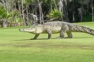 メキシコのゴルフ場でも巨大なワニ、バギーに乗っていた人々もびっくり!