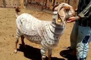 ヤギの毛を美しいデザインにカット、トルコ人の男性の技が見事