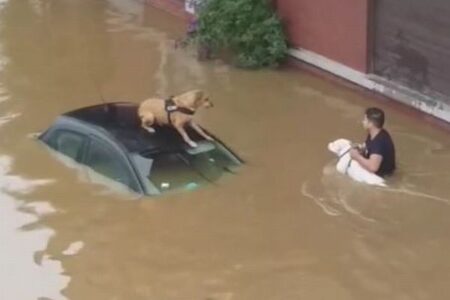 【ベルギー・洪水】住民が胸まで水に浸かりながら、2匹の犬を救助【動画】