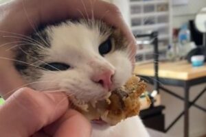 「絶対に食べたいニャー」KFCのチキンを決して口から離そうとしないニャンコ