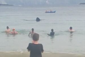 まるで『ジョーズ』のよう…ビーチに巨大な背ビレをもつサメが接近