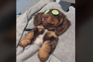 【かわいい】人間のようにリラックスするワンちゃん、ホーム・スパでうっとり