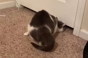 ドアの隙間を余裕で潜り抜けていくニャンコ、飼い主もびっくり