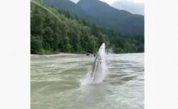 カナダの川に巨大な魚、竿にかかり水面から大ジャンプ
