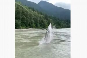 カナダの川に巨大な魚、竿にかかり水面から大ジャンプ