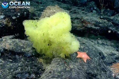 海洋生物学者が調査中にリアル「スポンジ・ボブ」を発見、「パトリック」も一緒だった！