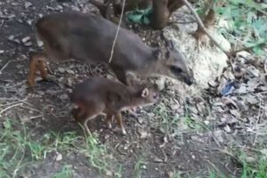 米の動物園で生まれたダイカーの赤ちゃん、母親と遊ぶ姿がかわいい