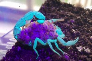 紫外線で異なる蛍光色を発するサソリ、母親は青、子供は紫