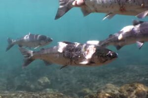 熱波の影響によりアメリカの川の水温も上昇、サケが危機的な状況に