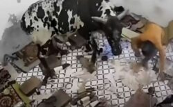 モーやめて！インドで突然、家の中に牛が侵入、住民らもびっくりして大混乱