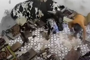 モーやめて！インドで突然、家の中に牛が侵入、住民らもびっくりして大混乱