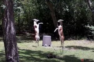 メスのシカが後ろ足で立ち上がり、ダンス&ファイト【動画】