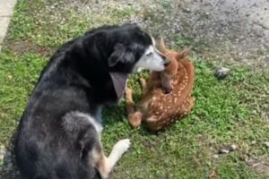 病気で弱っている子鹿に遭遇したワンコ、毛づくろいをし、優しく世話をし続ける