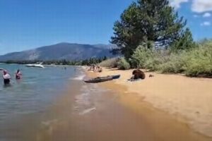 大胆すぎるクマの家族、人間に接近し、湖で親子が水浴び