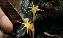 マレーシアで「妖精のランタン」と呼ばれる稀少な花を発見、新種と判明：オックスフォード大