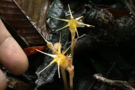 マレーシアで「妖精のランタン」と呼ばれる稀少な花を発見、新種と判明：オックスフォード大