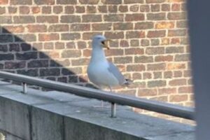 犬の声を真似て、突然吠えるように鳴くカモメにびっくり