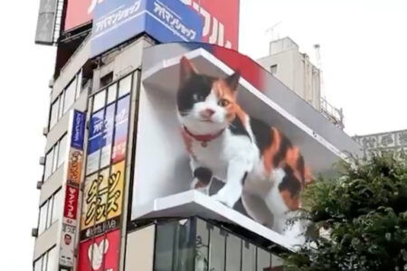 新宿に出現する巨大3D猫が、海外でも話題に