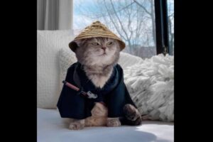 元ノラ猫が、イカしたファッションでインスタの人気者に