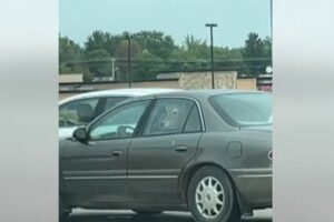 乗用車の後部座席に子牛！目撃した女性もびっくり、思わず撮影