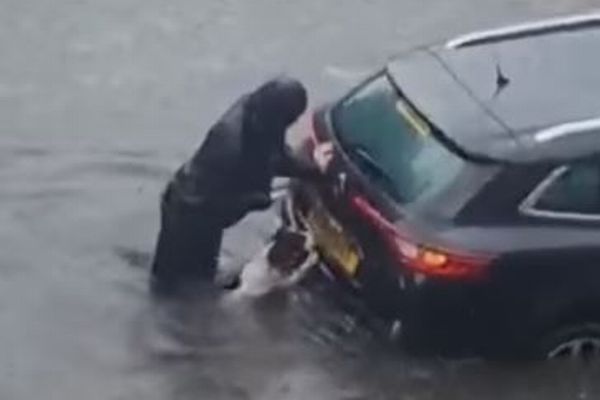 水に浸かった車を救うため、飼い主と一緒に押すワンコが目撃される